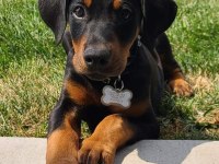 İsteğe Özel Aşılı Aşısız İmkanları İle Dobermanlar