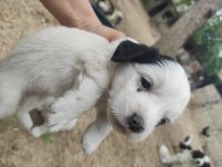 Kokoni cinsi köpekler (small greek)