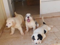 Alabai puppies