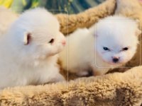 Pomeranian yavrular