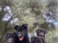 Muhteşem Alman Çoban Köpeği Yavrularımız