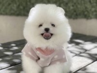 Pomerianan Boo Köpeği