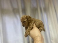 POODLE YAVRULARIMIZ YENİ YUVASINI ARIYOR