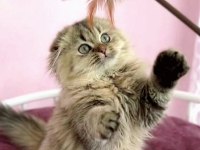 Highland scottish fold