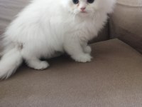 KAR BEYAZ BRİTİSH LONGHAİR DİŞİ