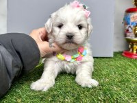 Maltese Terrier Yavrularımız Dişi Ve Erkek
