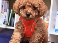 Sıfır numara toy poodle