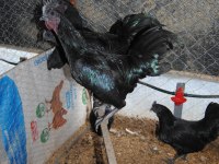 AYEM CEMANİ KULUÇKALIK YUMURTA & CİVCİV