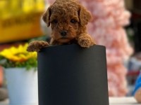 Safkan toy poodle yavrularım