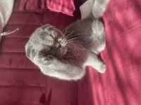 Scottish fold adana içine verilir