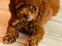Micro Boy Toy Poodle Kızımız Yeni Yuvasını Arıyor