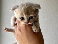 Tricolour british shorthair dişi 40 günlük