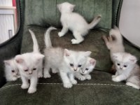 SHOW KALİTE EVDE BAKTIĞIM AS11 KEDİLERİM