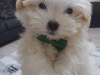 A kalite maltipoo yavrular