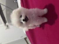 Pomeranian teddy bear