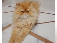4 yaşında chinchilla kedimiz patik