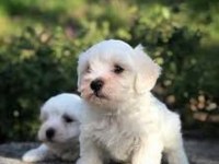 Maltese Terrier Sıfır Numara Büyümeyen Son İki Yavru