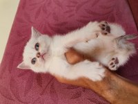 Ev ortamında büyümüş kedimin british shorthair yavrular
