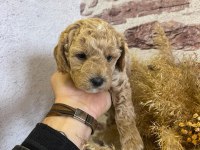 Toy poodle yavrularımız