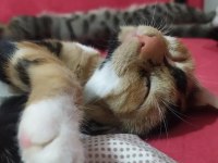 Sevgi dolu tortoiseshell yavru kedi yuva arıyor