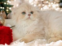 British longhair dişi