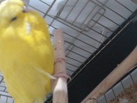 Satılık şov jumbo muhabbet kuşu