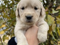 Bebek Yüzlü Golden Retriever Yavrular