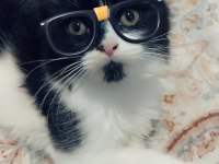 Ücretsiz british longhair sahiplendirme
