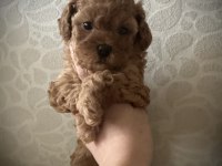 Minicik muhteşem güzellikte safkan toy poodle