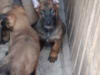 Safkan Malinois Yavruları Dik Kulak Orjinal