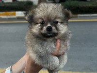 Pomeranian bebeklerim uygun