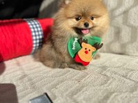 ORİJİNAL POMERANİAN BOO SHOW KALİTE YAVRULAR