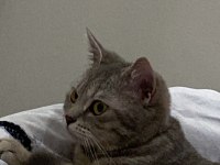 6 Aylık Dişi British Shorthair