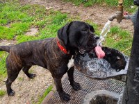 Safkan cane corso