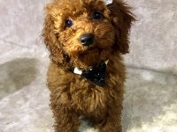 Dostunuz Toy Poodle