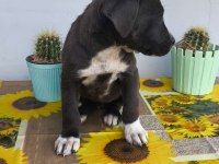 Cane corso yavruları