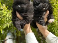POMERANİAN BOO YAVRULARI ORJİNAL