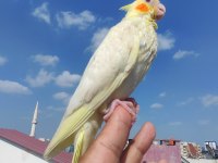 El besleme evcil bebekler