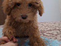 Teddy bear surat yavru poodle