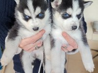 Erkek ve dişi husky yavruları mavi gözlü
