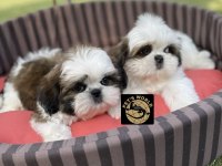 Pets World Kentpark Shih Tzu