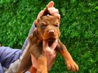 FCI KIF ŞECERELİ A CLASS DOBERMAN YAVRULARIMIZ