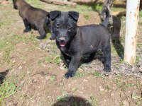 Safkan black malinois