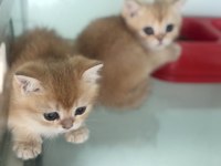 Ankaranın en güzel british shorthair yavruları