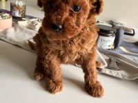 6 Aylık Dişi Toy Poodle