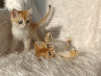 British shorthair golden yavrular