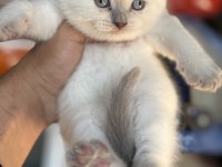 A kalite scottish fold ve british shorthair yavrularımız