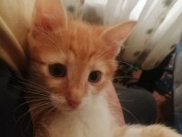 ÜCRETSİZ YAVRU KEDİMİZİ SAHİPLENDİRMEK İSTİYORUM