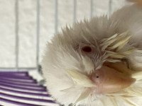Albino kırmızı göz forpus papağanı