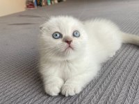 Safkan Soy Irk Garantili Scottish Fold Mükemmel Yavrumuz